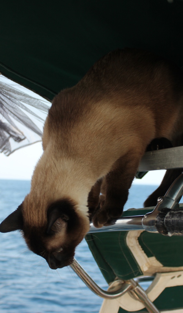 Сиамский кот собирается прыгать