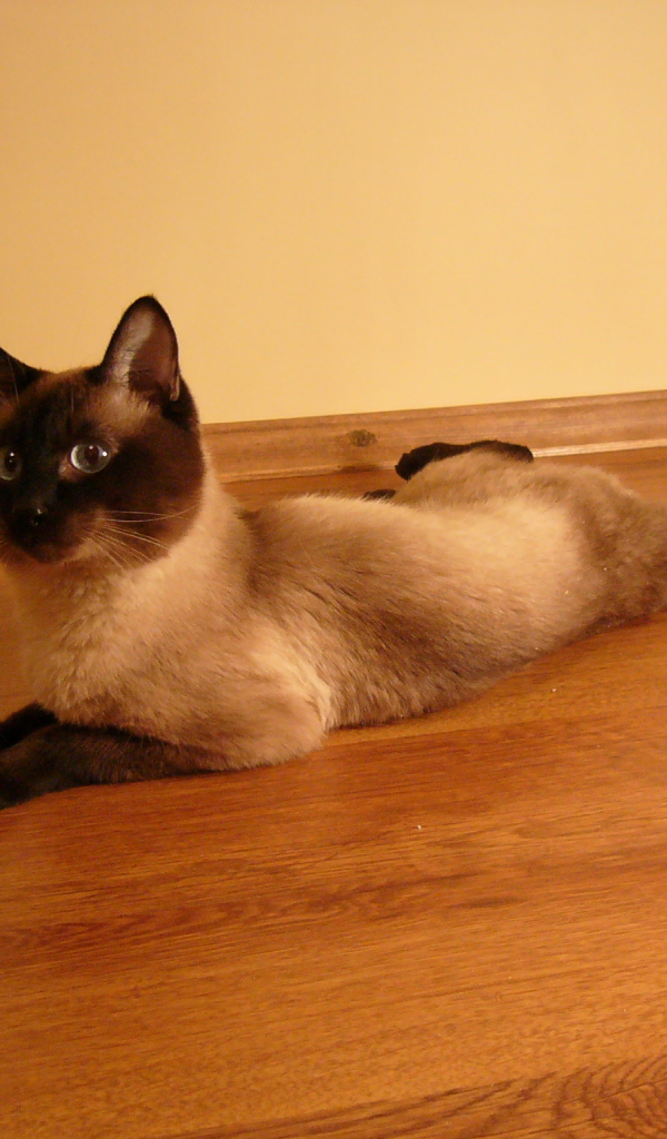 Сиамский кот лежит на полу