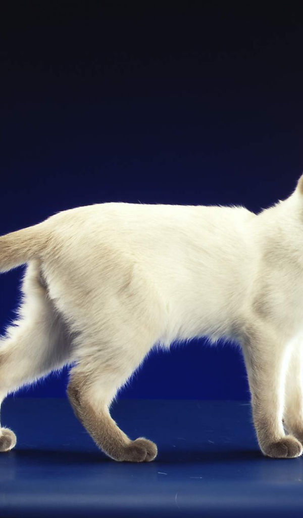 Сиамский кот позирует на синем фоне