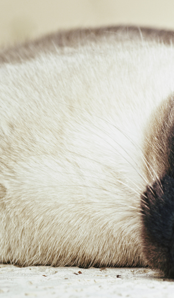 Сиамский кот разлёгся на полу