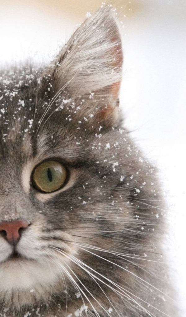 Сибирский кот в снегу