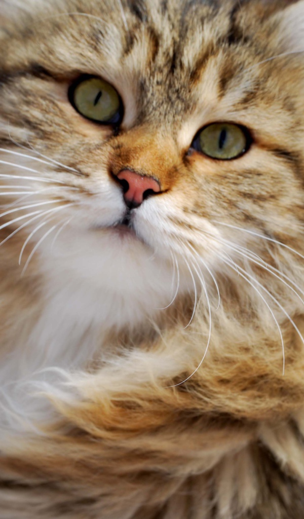 Сибирский кот в ветренную погоду