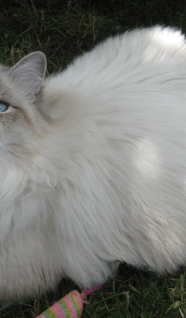 Сибирский кот на траве