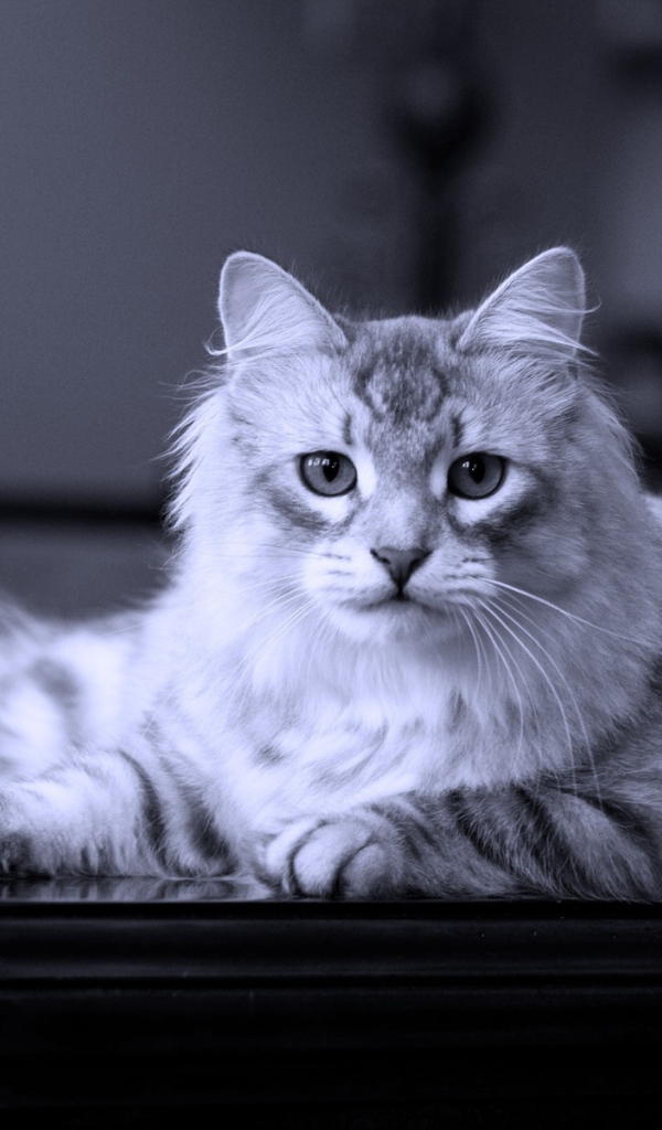 Сибирский кот лежит на столе