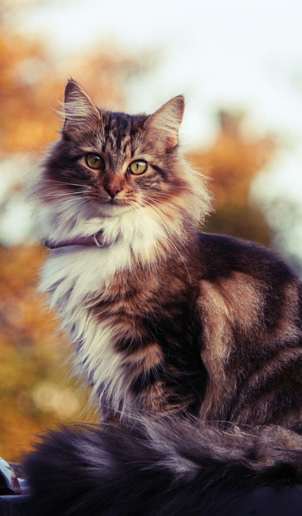 Сибирский кот на улице осенью