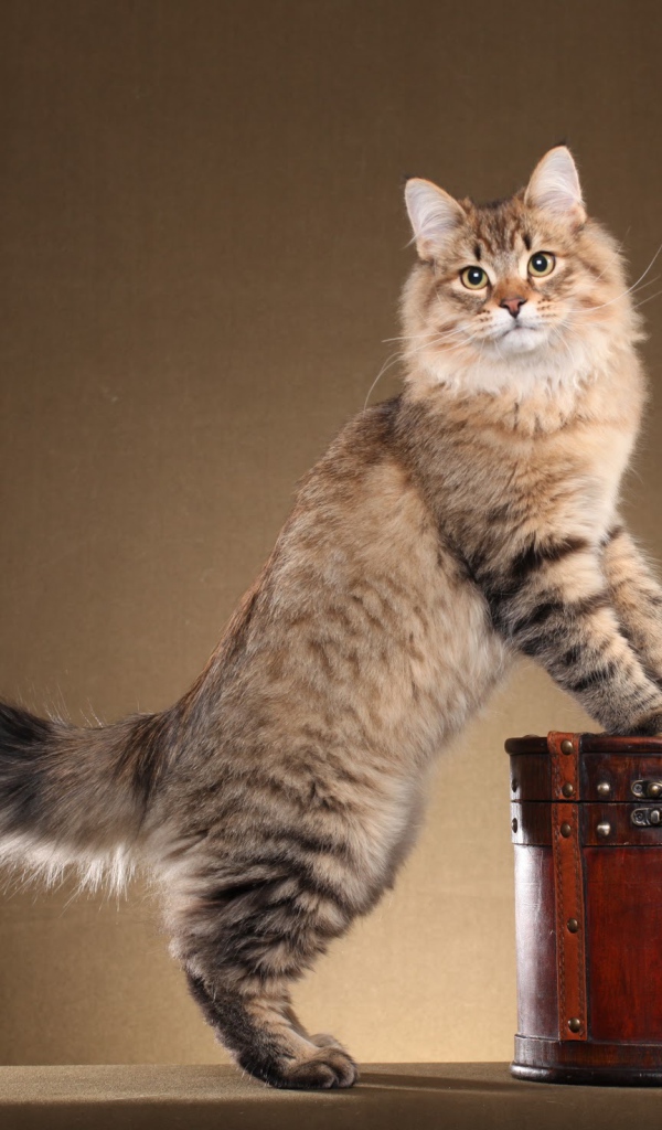 Сибирский кот позирует на коричневом фоне