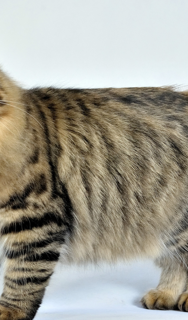 Сибирский кот позирует на белом фоне