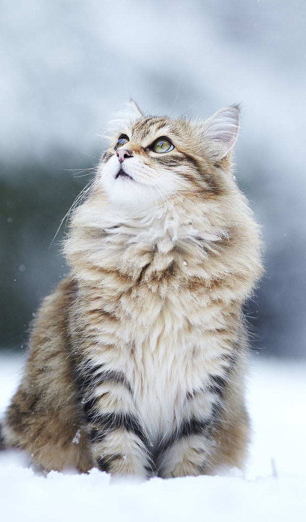 Сибирский кот сидит на снегу