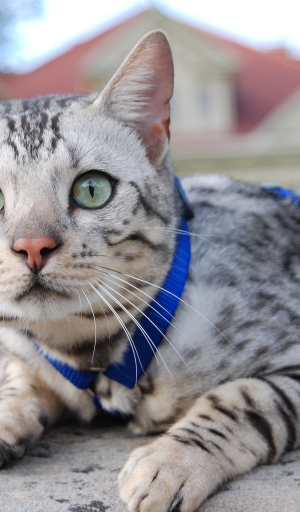 Серебристый бенгальский кот во дворе дома