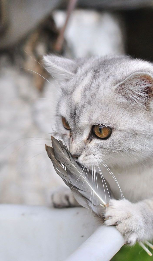 Серебристый кот и перо
