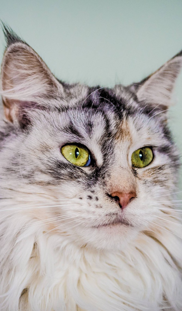 Серебристый кот мейн-кун с зелёными глазами
