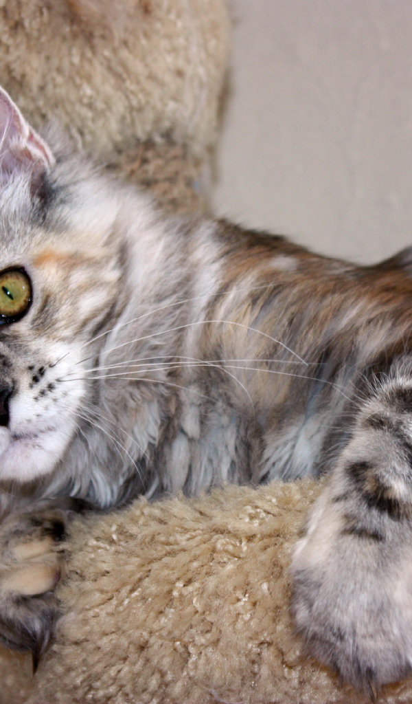Серебристый игривый кот мейн-кун с зелёными глазами