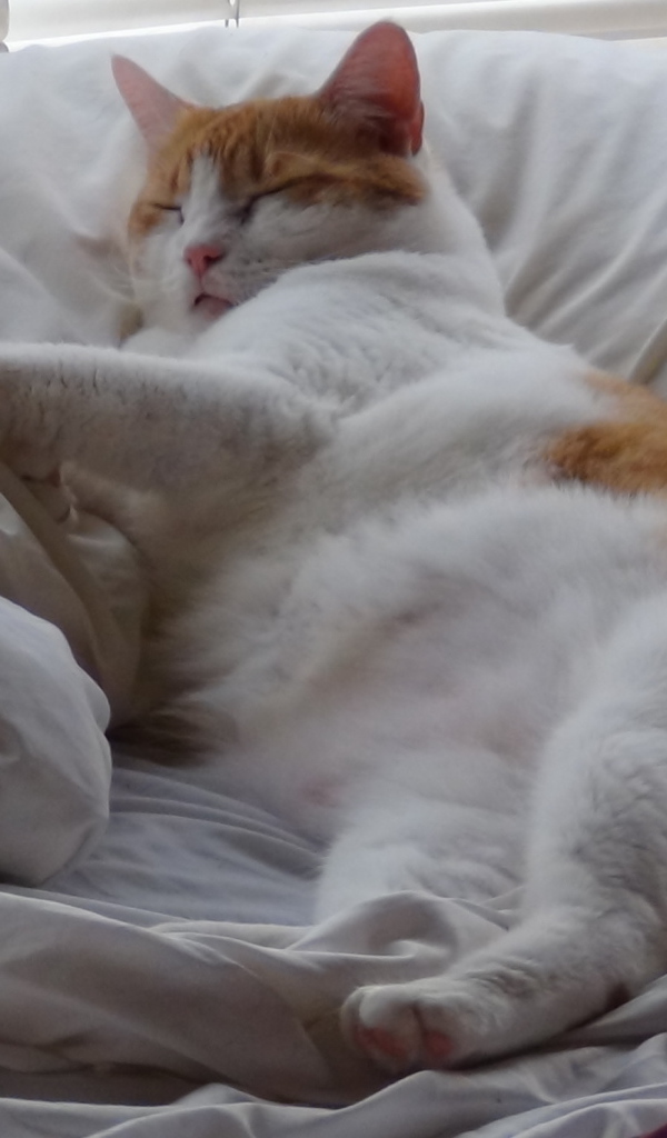 Спящий толстый котик