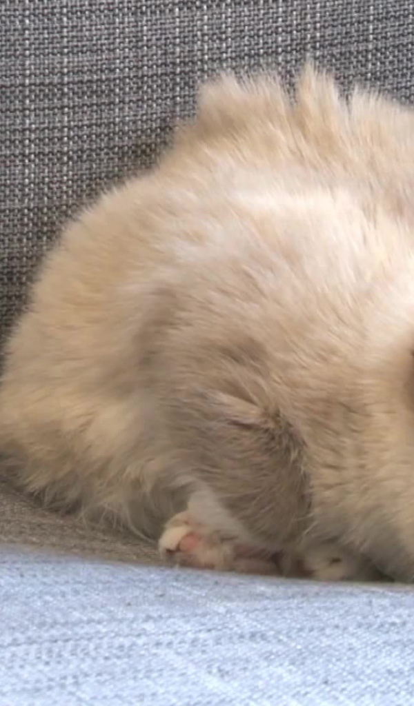 Спящий недовольный кот