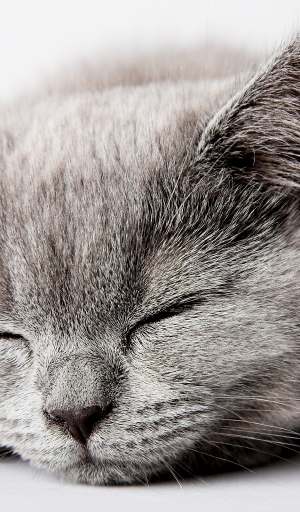 Спящий серый котенок