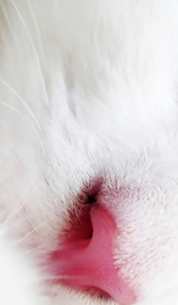 Спящий белый кот крупным планом