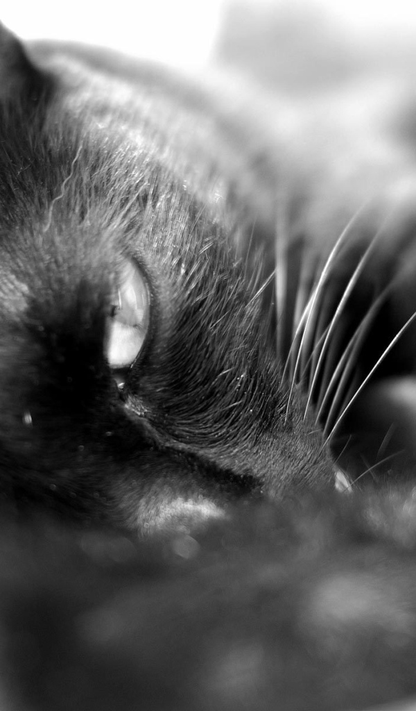 Сонный чёрный кот