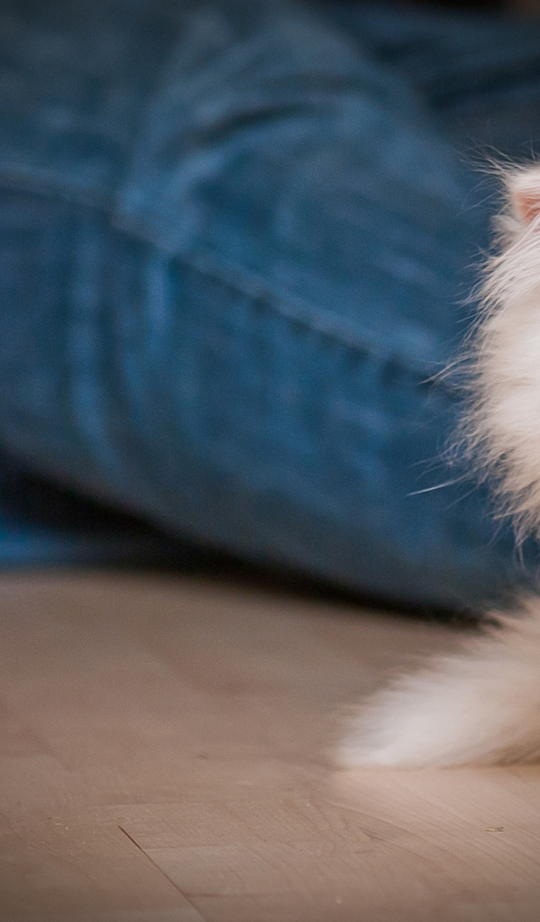 Маленький персидский кот прячется