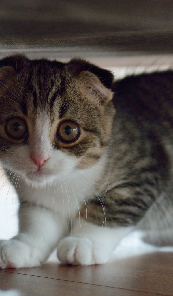 Маленький шотландский вислоухий кот под кроватью