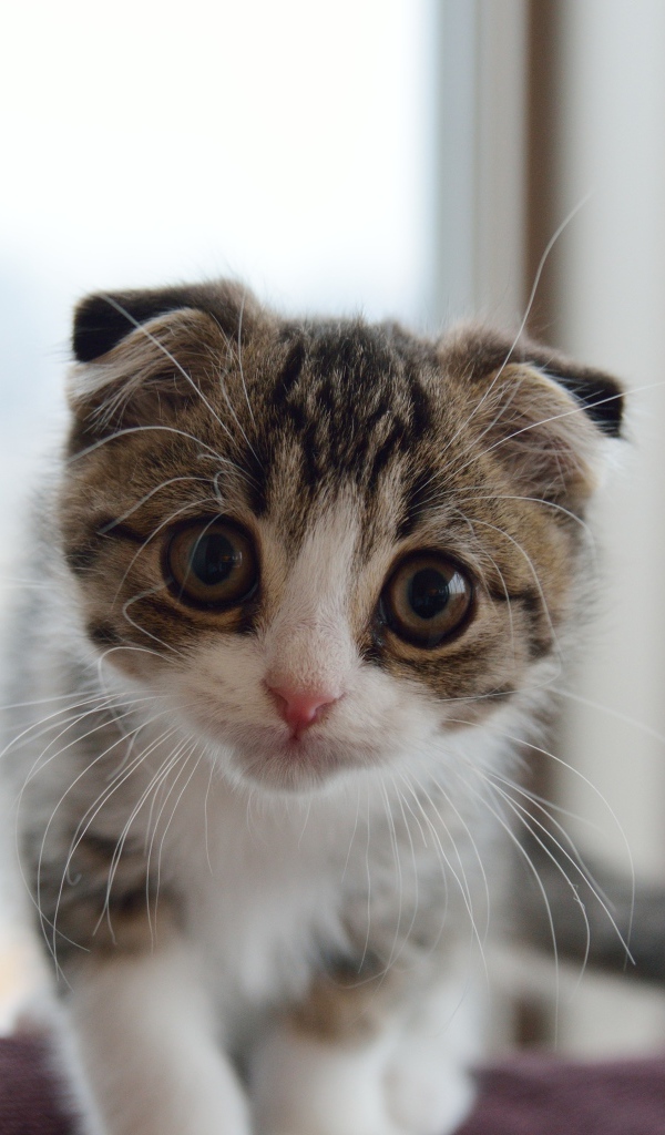 Маленький шотландский вислоухий кот с большыми глазами