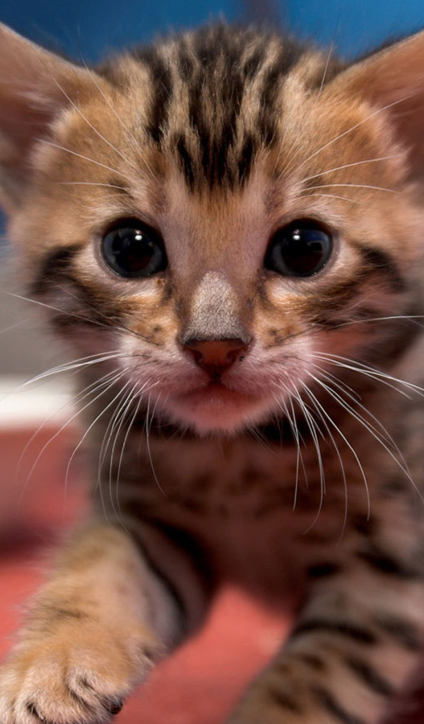 Маленький красивый бенгальский кот ищет маму