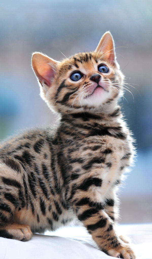 Маленький красивый бенгальский кот что-то увидел
