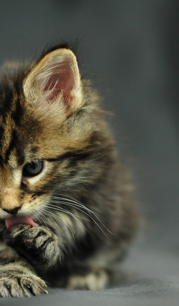 Маленький красивый кот мейн-кун лижет лапу