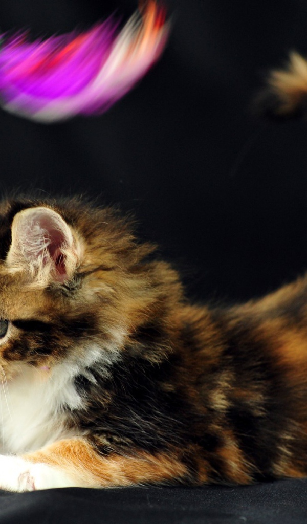 Маленький красивый кот мейн-кун играет