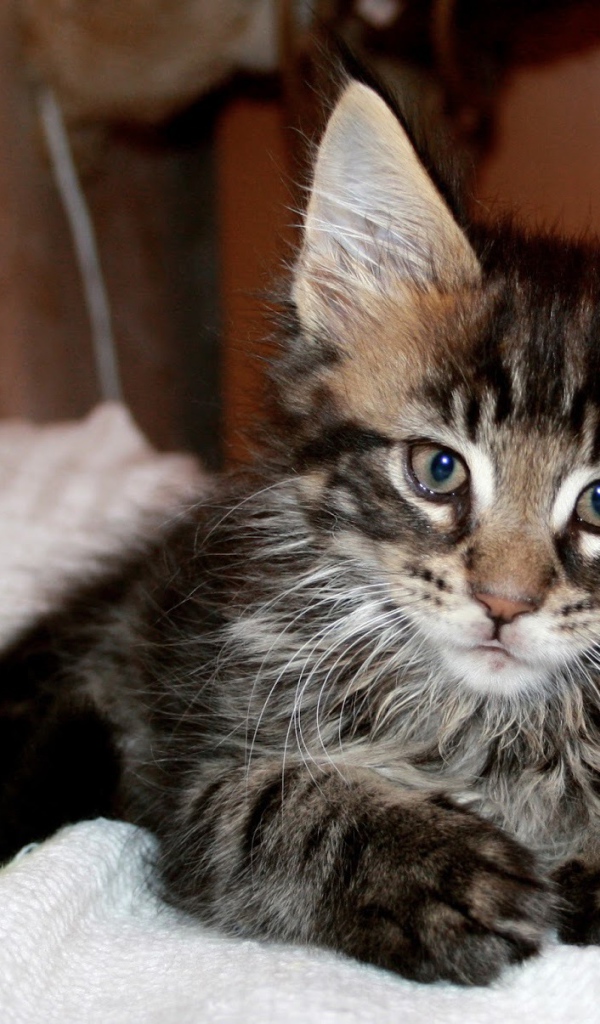 Маленький красивый кот мейн-кун с мячом