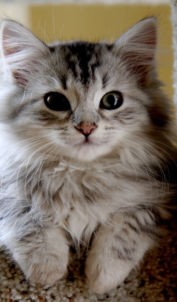 Маленький красивый сибирский кот