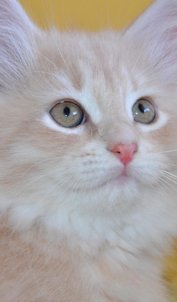 Маленький красивый сибирский кот крупным планом