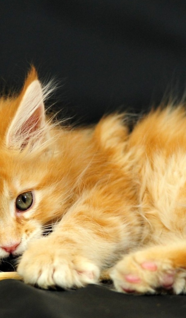 Маленький красивый рыжий кот и перо