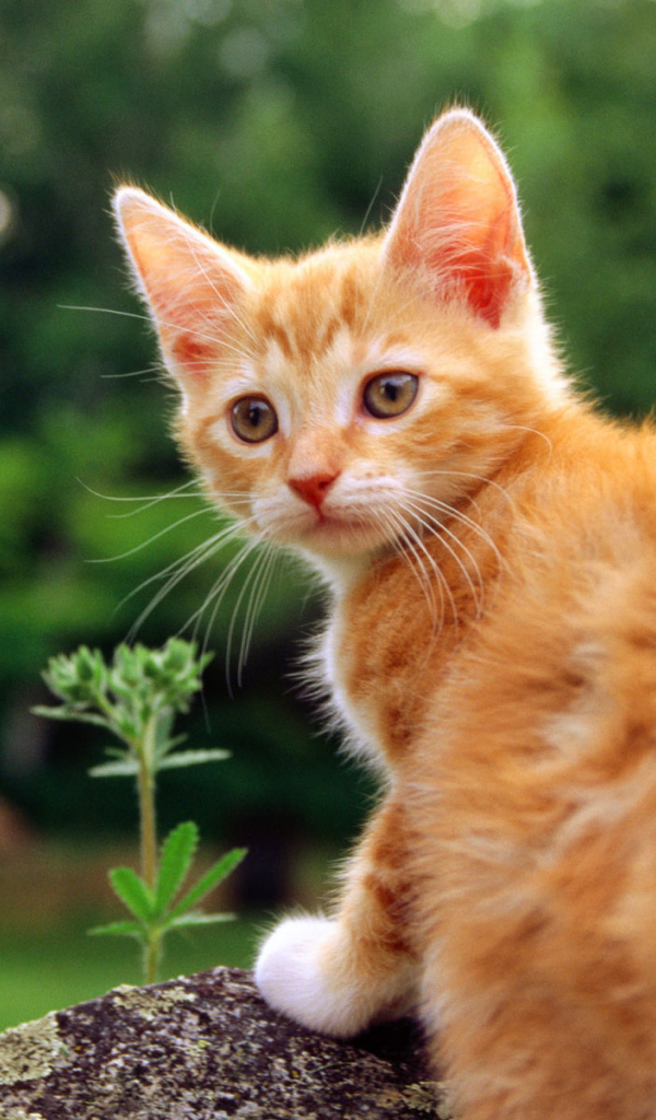 Маленький красивый рыжий кот на камне
