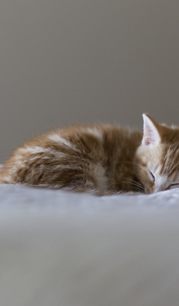 Маленький красивый рыжий кот видит десятый сон