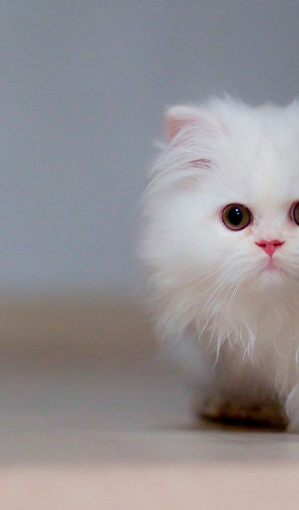 Маленький красивый белый кот спрятался