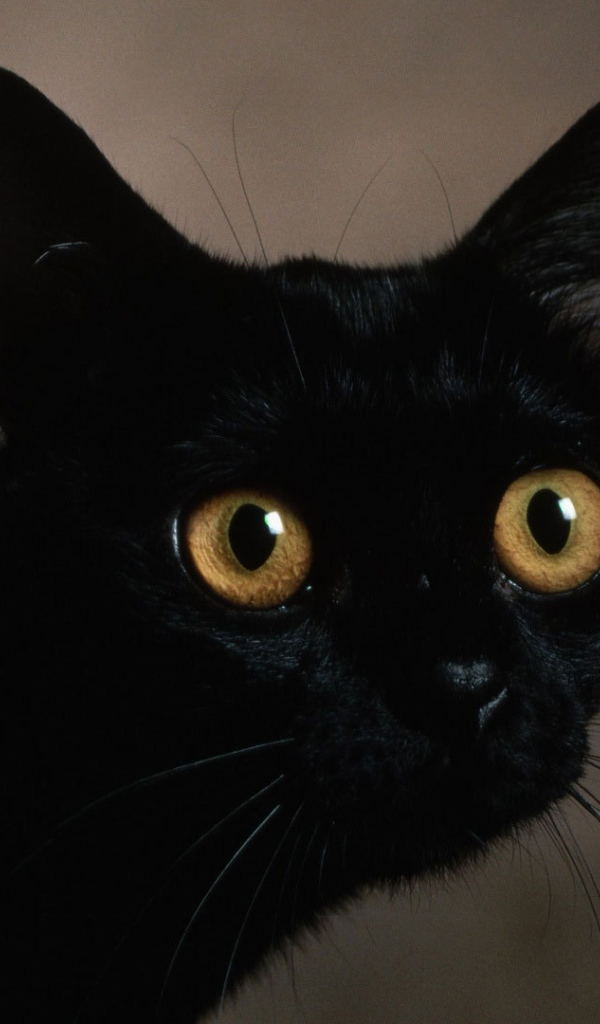 Маленький усатый чёрный кот