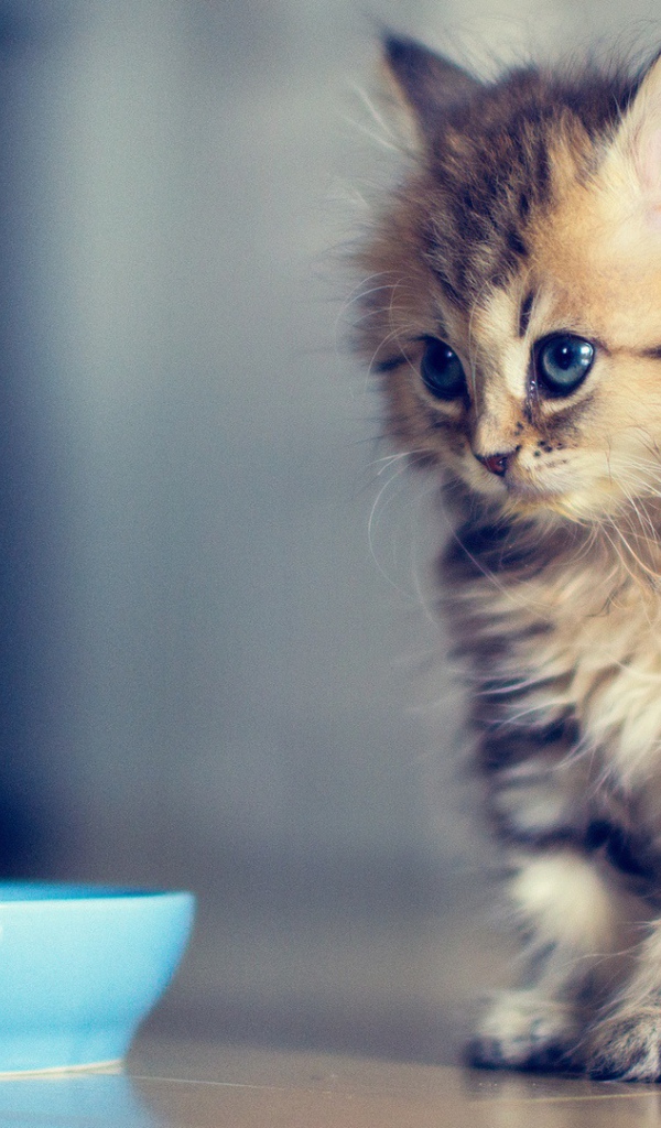 Маленький кот просит молока