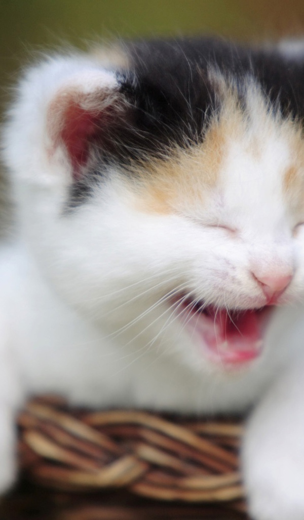 Маленький кот зовёт маму