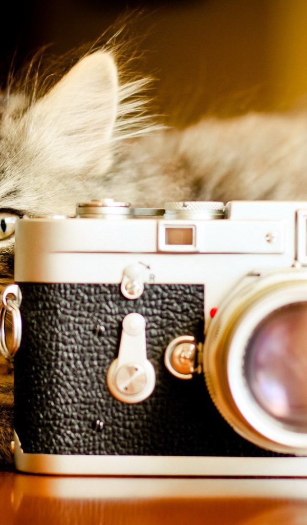 Маленький кот с фотоаппаратом