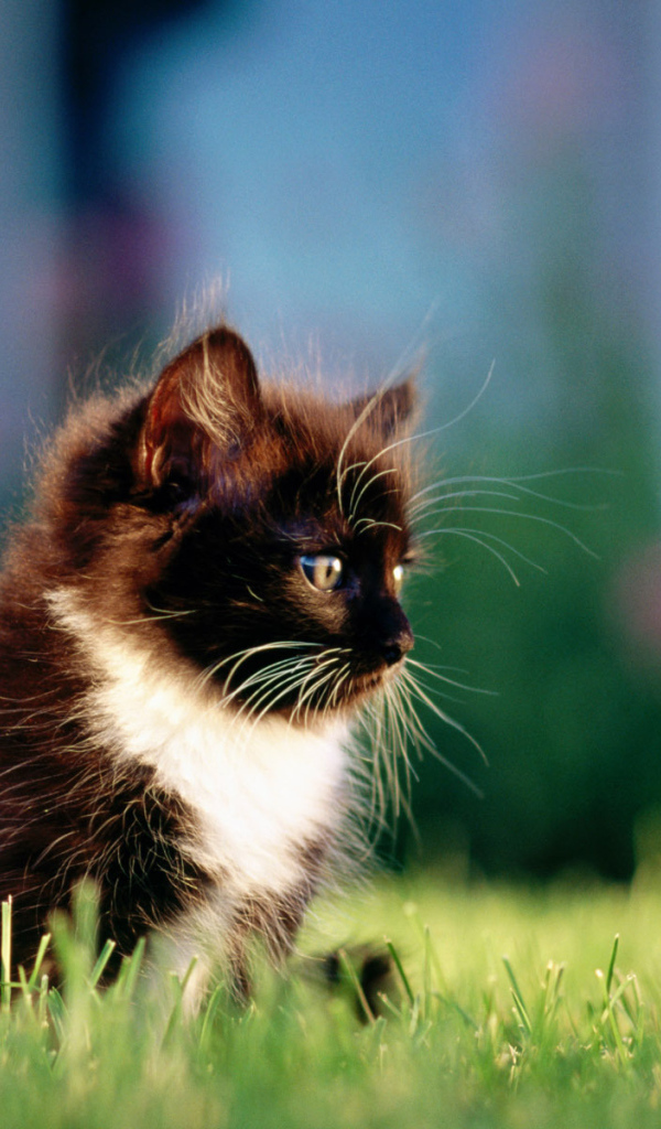 Маленький пушистый чёрный кот с белой грудкой на траве