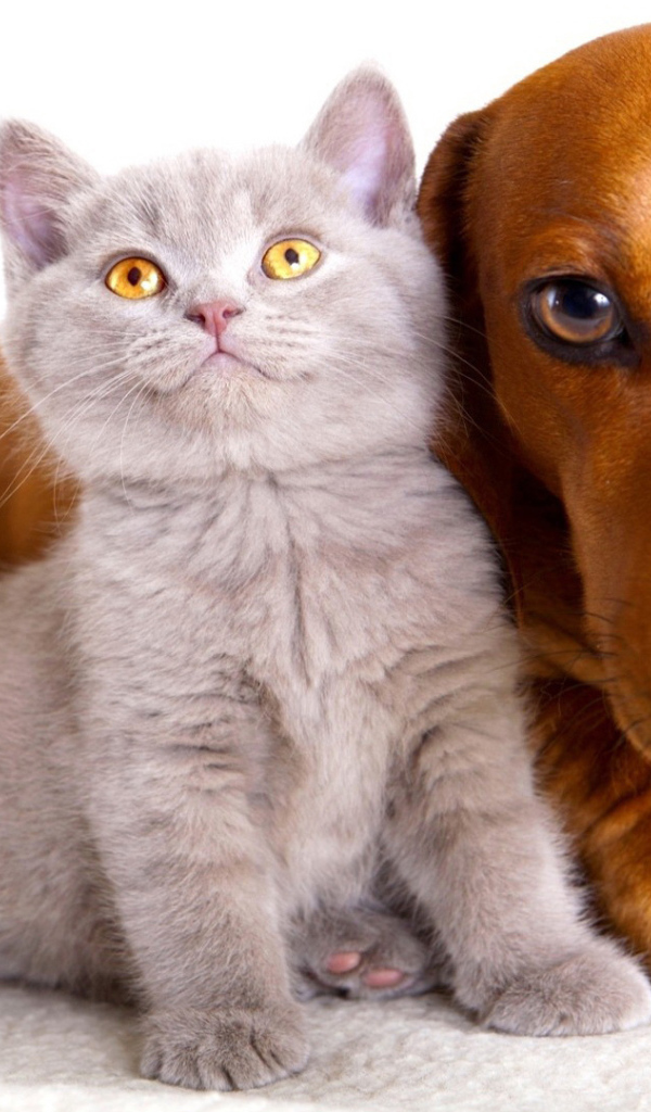 Серый маленький кот и пёс