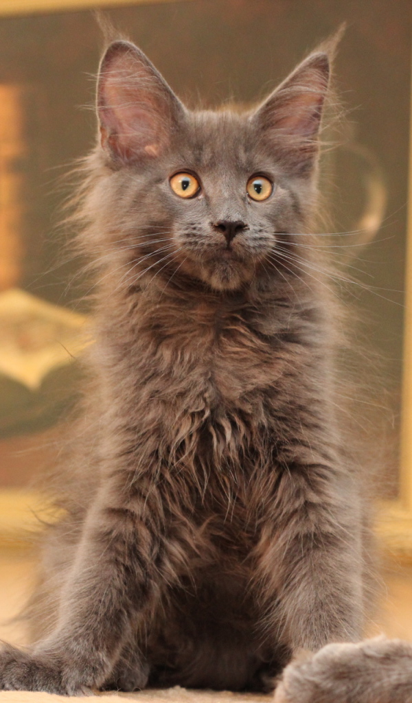 Маленький серый игривый кот мейн-кун