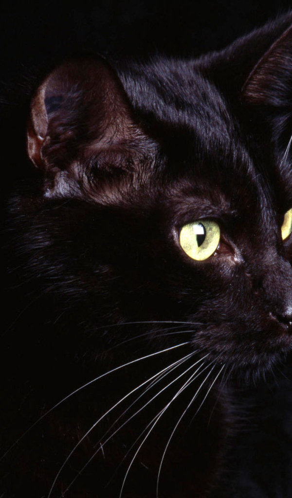 Маленький усатый чёрный кот на чёрном фоне