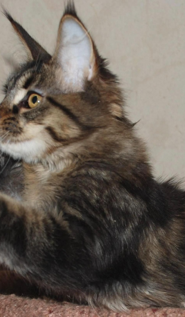 Маленький игривый кот мейн-кун