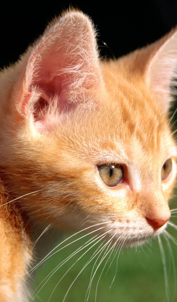 Маленький рыжий кот на природе