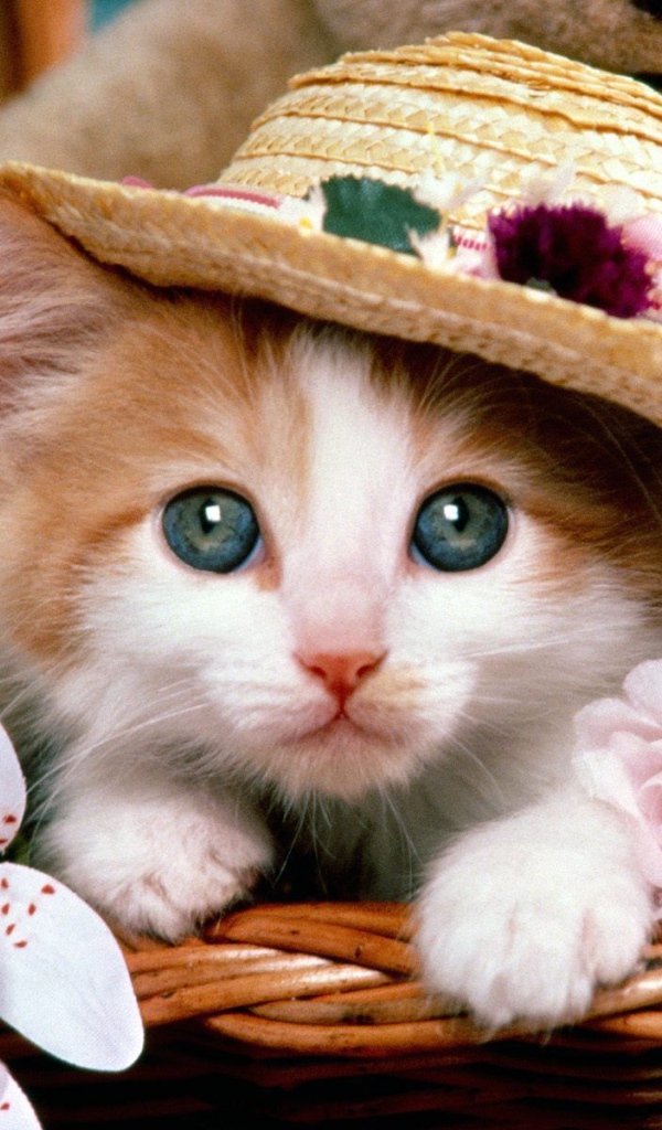 Маленький рыжий кот в шляпе