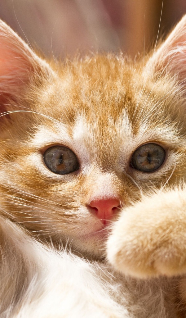 Маленький рыжий кот играется