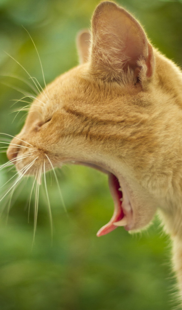 Маленький рыжий кот зевает