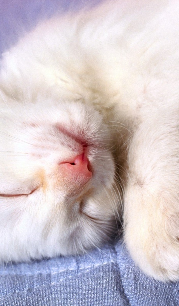 Маленький белый кот видит десятый сон