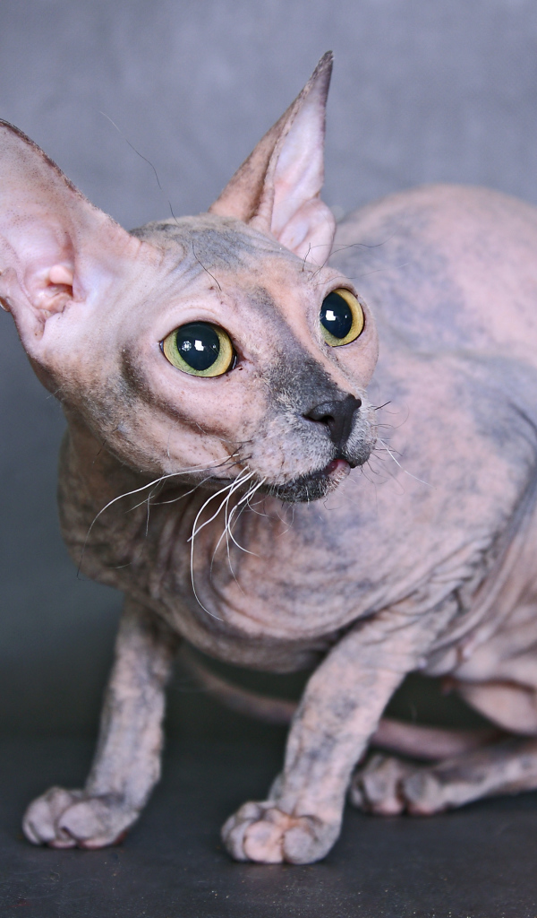 Кот сфинкс на сером фоне